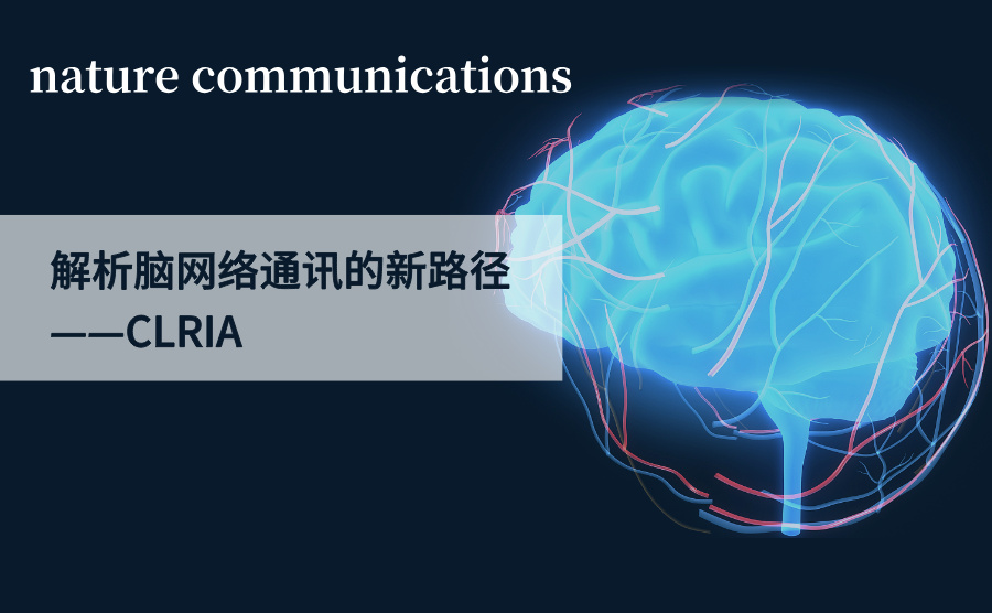 连接组上的配体-受体相互作用：解析脑网络通讯的新路径